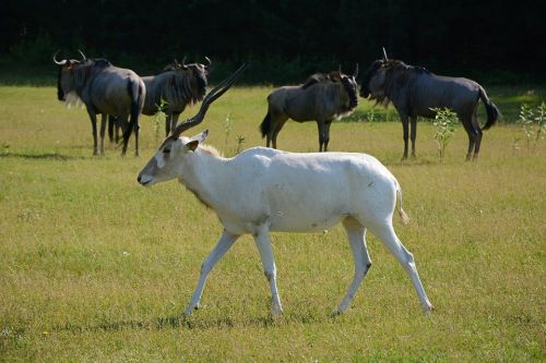 A white antelope walks through a grassy field, with several wildebeests grazing in the background.