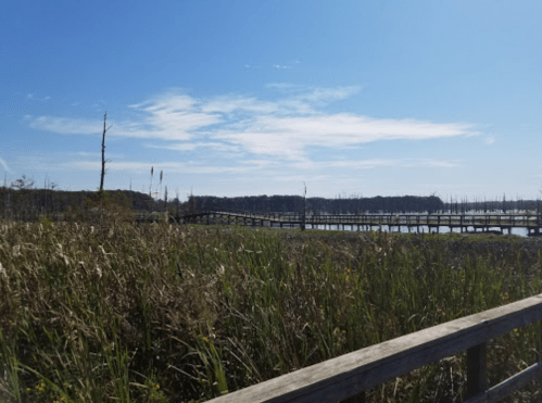 A wooden boardwalk winds through tall grasses and wetlands under a clear blue sky with scattered clouds.