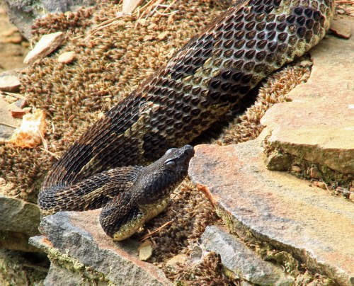 A close-up of a snake resting on rocky terrain, showcasing its textured scales and natural habitat.
