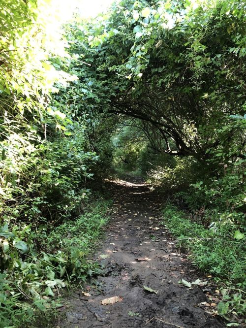 A dirt path surrounded by lush greenery, leading through an archway of overhanging branches and leaves.