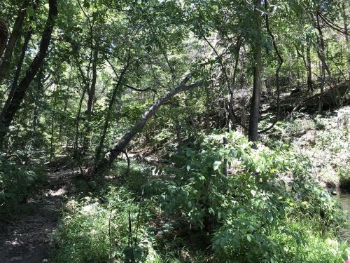 A lush forest scene with green foliage, trees, and a sunlit path winding through the underbrush.