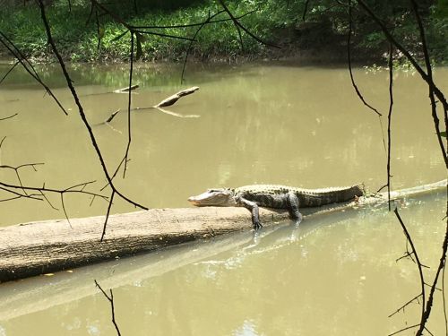 A crocodile sunbathing on a log in a calm, muddy river surrounded by greenery.