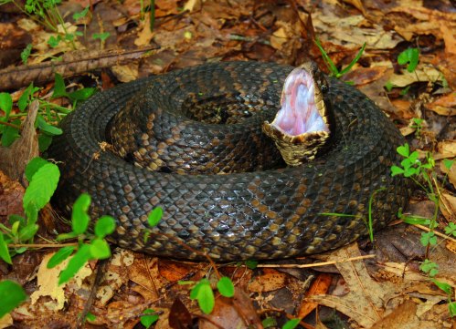 A coiled snake on forest floor, with its mouth open, revealing its tongue among fallen leaves and greenery.