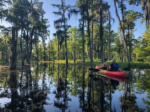 Two people kayak through a serene, tree-lined swamp with reflections in the calm water. Lush greenery surrounds them.
