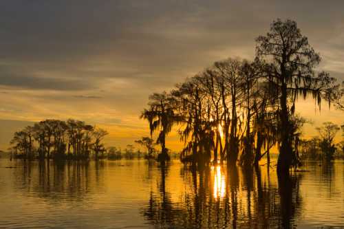 Silhouetted cypress trees reflect in calm waters at sunset, with golden hues illuminating the sky and landscape.