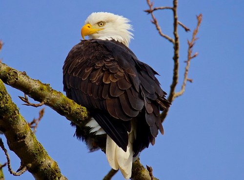 A bald eagle perched on a tree branch, showcasing its distinctive white head and dark brown feathers against a blue sky.