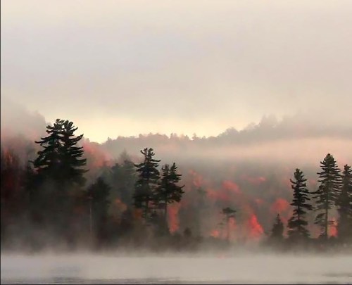Misty landscape with trees and autumn foliage, creating a serene and tranquil atmosphere.