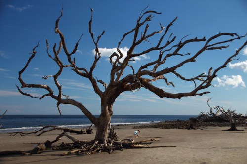 A barren, twisted tree with bare branches stands on a sandy beach against a blue sky and ocean backdrop.