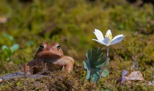A close-up of a brown frog resting on moss beside a white flower and green leaves.