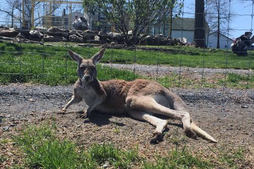 A kangaroo lounging on the ground in a grassy area, with a fence and buildings in the background.