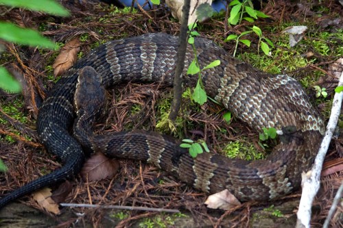 A coiled snake resting on the forest floor, surrounded by green foliage and fallen leaves.