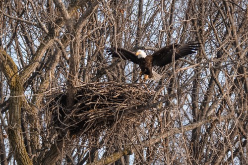 A bald eagle spreads its wings while perched near a large nest in a tree, surrounded by bare branches.