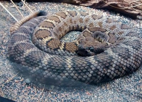A coiled snake resting on sandy ground, showcasing its patterned scales and relaxed posture.