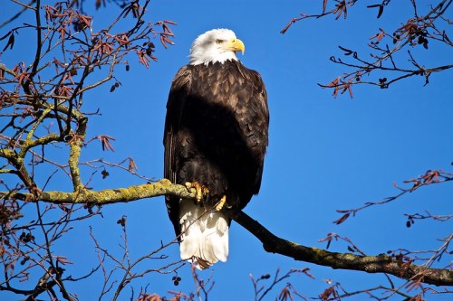 A bald eagle perched on a tree branch against a clear blue sky.