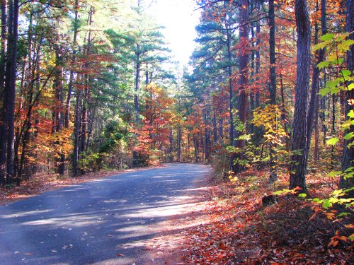 A winding road through a vibrant forest with colorful autumn leaves and tall trees under a clear blue sky.