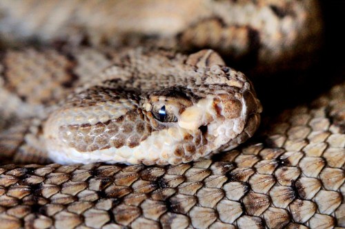 Close-up of a textured snake skin with a focus on the snake's head and eye, showcasing its intricate patterns.