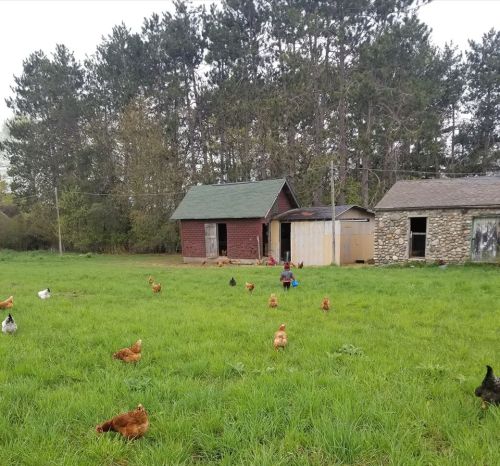 A child walks through a grassy field with chickens, near a red barn and a stone building, surrounded by trees.