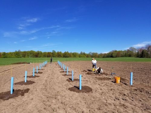 Two people working in a field, planting trees marked by blue posts, under a clear blue sky.