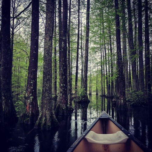 A canoe glides through a serene, green forest with tall trees reflected in calm, dark water.