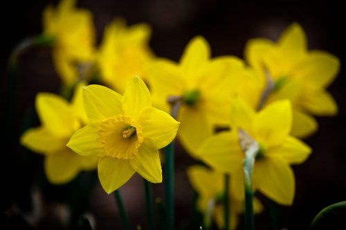 A cluster of bright yellow daffodils blooming against a dark background.