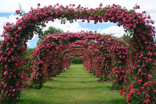 A beautiful garden pathway lined with vibrant pink rose arches under a blue sky.