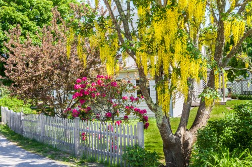 A vibrant garden scene featuring yellow flowers on a tree, pink rhododendrons, and a white picket fence.