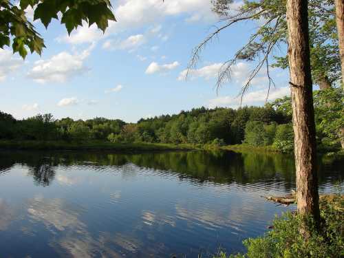 A serene lake surrounded by lush greenery and trees, reflecting the blue sky and fluffy clouds above.