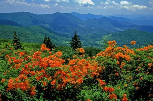 Vibrant orange flowers in the foreground with rolling green mountains and a blue sky in the background.