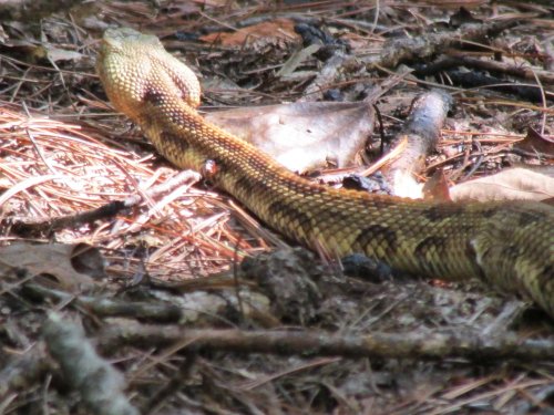 A close-up of a snake resting on the forest floor among pine needles and twigs.