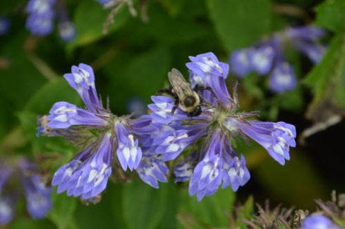 A bumblebee perched on vibrant purple flowers, surrounded by lush green foliage.