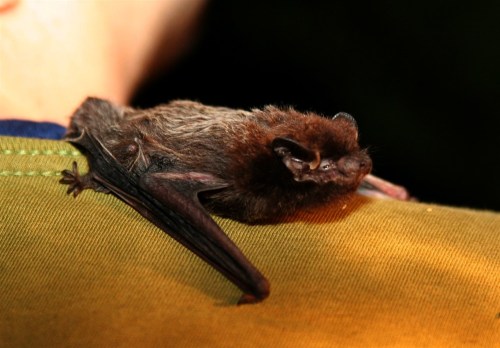 A small brown bat resting on a person's shoulder, with its wings partially spread.