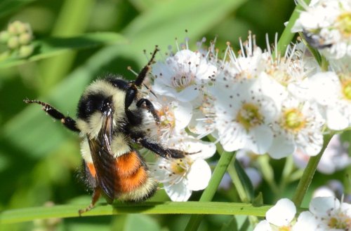 A close-up of a bumblebee on white flowers, showcasing its fuzzy black and orange body against green foliage.