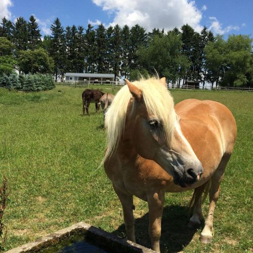 A light-colored horse stands near a water source, with other horses grazing in a green field under a blue sky.
