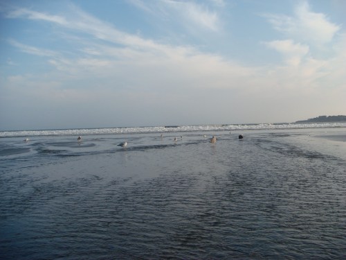 A serene beach scene with gentle waves, a clear sky, and seagulls scattered across the wet sand.