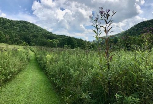 A winding path through a lush green field, surrounded by hills and dotted with purple wildflowers under a cloudy sky.