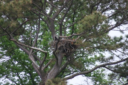 A large bird's nest perched high in a tree, surrounded by green foliage and branches.