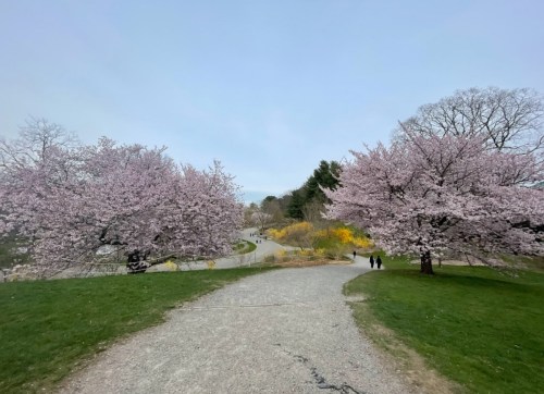 A scenic path lined with blooming cherry trees, leading to a winding road with people walking in the distance.