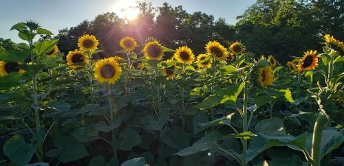 A field of vibrant sunflowers basking in sunlight, with trees in the background and a clear blue sky.