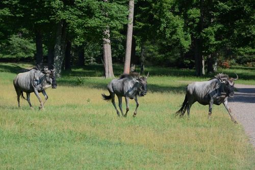 Three wildebeests walking through a grassy area surrounded by trees.