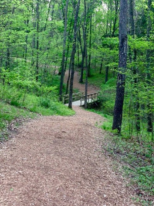 A winding dirt path through a lush green forest, leading to a wooden bridge.