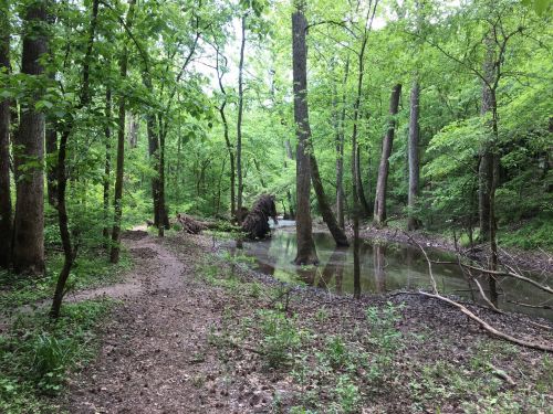 A serene forest scene with lush green trees, a muddy path, and a small flooded area reflecting the greenery.