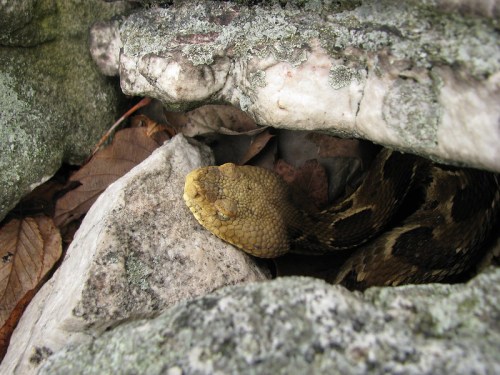 A coiled snake resting among rocks and leaves, partially hidden in a natural setting.