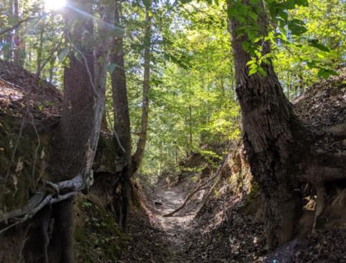 A sunlit forest path surrounded by tall trees and lush greenery, with a winding trail through the underbrush.