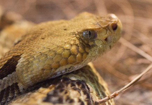 Close-up of a golden-brown snake with textured scales and a focused gaze, resting on a natural surface.