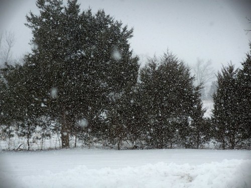 A snowy landscape with falling snowflakes and evergreen trees in the background, creating a winter scene.