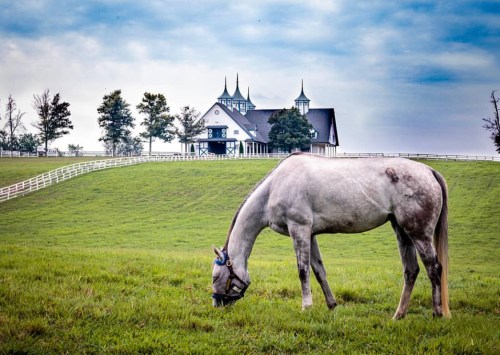 A gray horse grazes in a lush green field with a large, elegant barn in the background under a cloudy sky.
