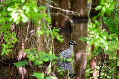 A yellow-crowned night heron stands in calm water surrounded by lush green foliage and tree trunks.