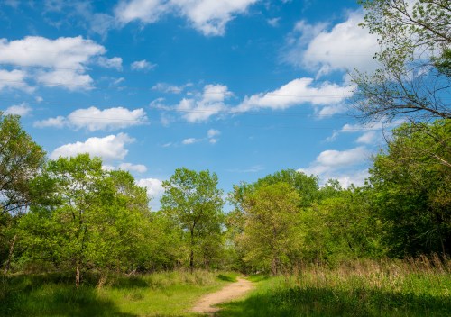 A serene path winding through lush green trees under a bright blue sky with fluffy white clouds.