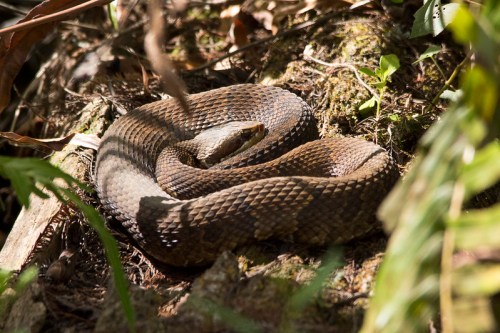 A coiled snake resting on the ground, surrounded by green foliage and natural debris.