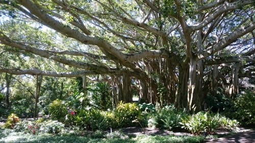 A lush garden featuring large trees with sprawling branches and vibrant greenery, creating a serene natural setting.